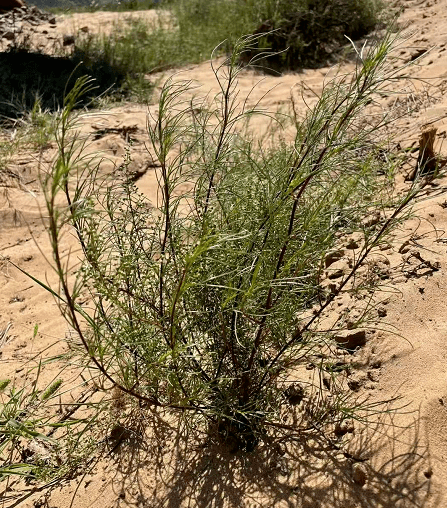 改进沙进人退的困境,榆林上个世纪50年代开始大面积人工种植沙蒿,经过