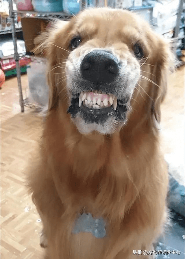 狗龇牙生气图片