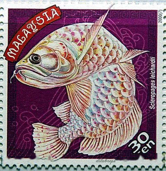 邮票上的观赏鱼惊艳了