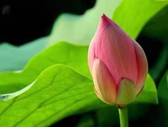 独醉|图集丨袅袅婷婷，摇曳生姿！秋日“荷”你有约