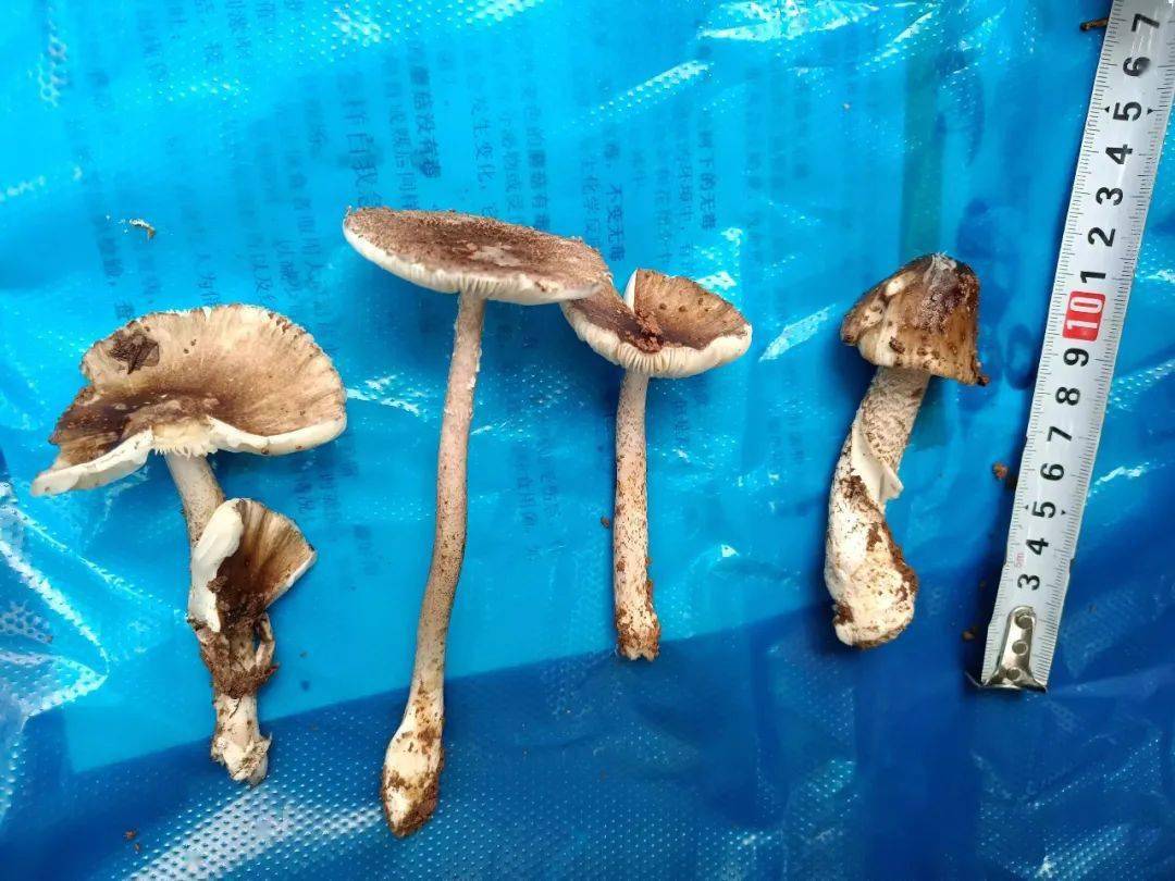 龙岩人八月警惕亚稀褶红菇中毒