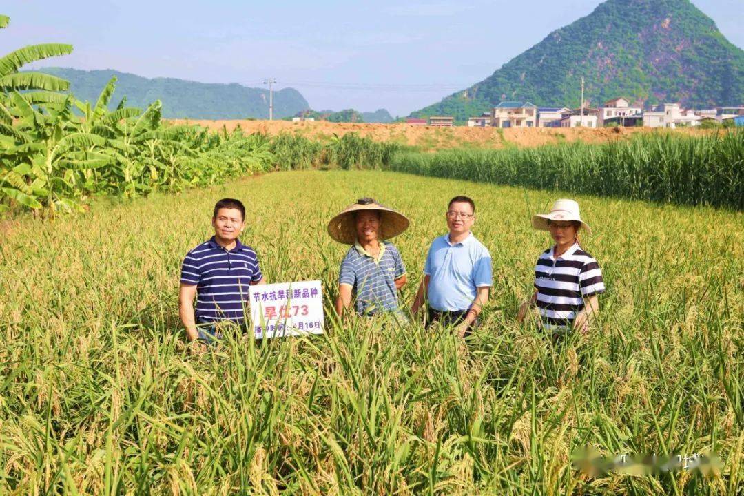 梦见摘菜，探索梦境中的丰收与收获