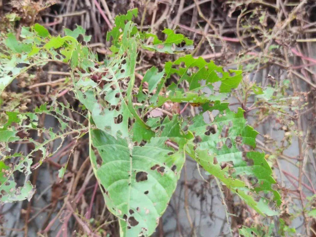 工作人员称,爬山虎是一种攀援类的植物,能够吸收大气中的污染物和汽车