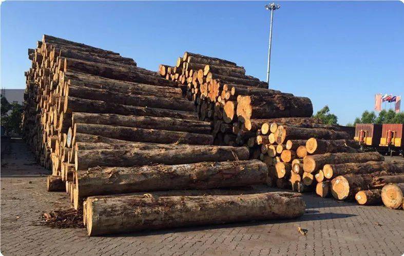 橡胶木货源稀缺,外盘报价达历史巅峰;云杉外盘单价报