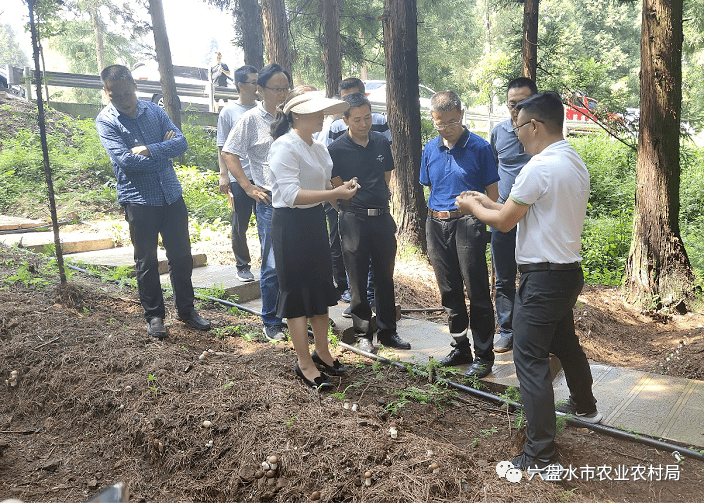六盘水市人民政府副市长何枢到水城区调研食用菌产业