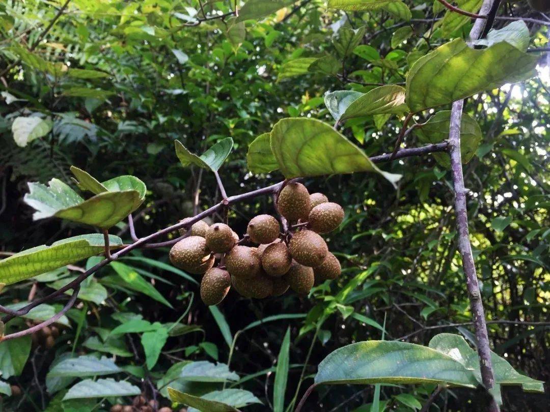 客家地区罕见奇特的野果子手指般大小你见过吗