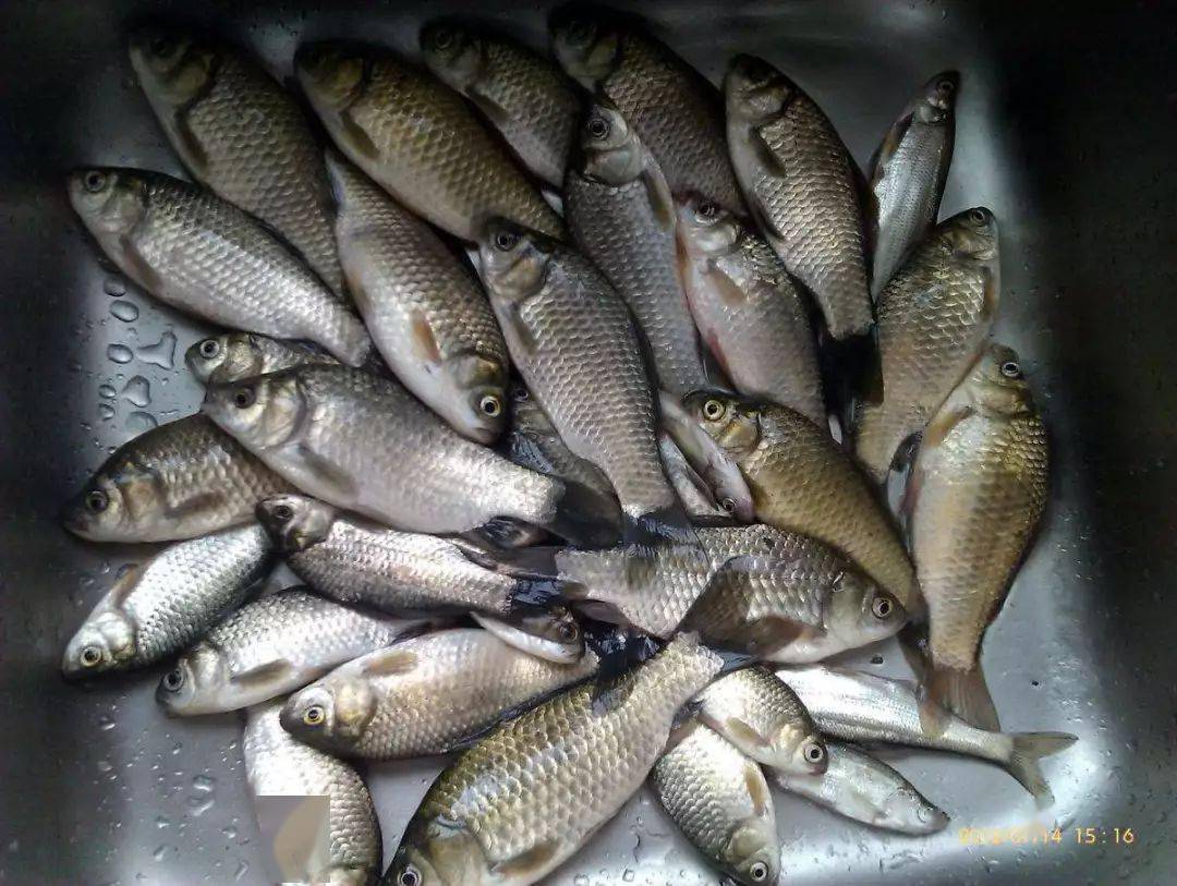 经验丰富的钓鱼人公布集鱼的8个地方!