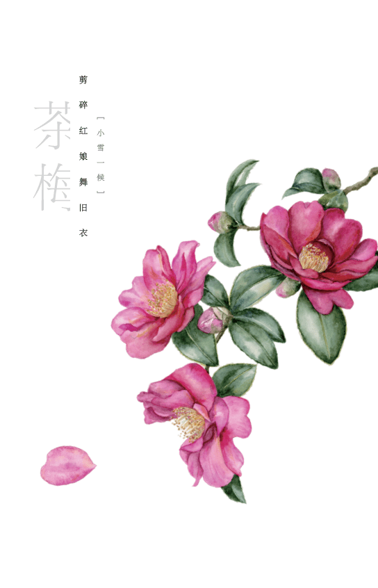 小 雪一候61茶梅二候61芭蕉三候61茗花大 雪一候61枇杷二候