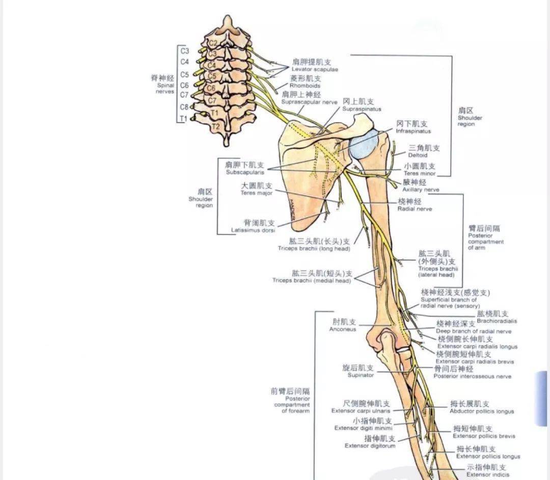 臂丛神经位置示意图图片