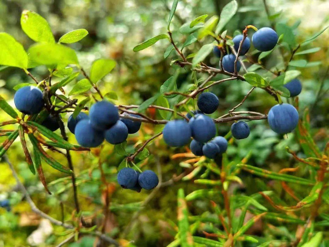 兴安趣谈——采都柿