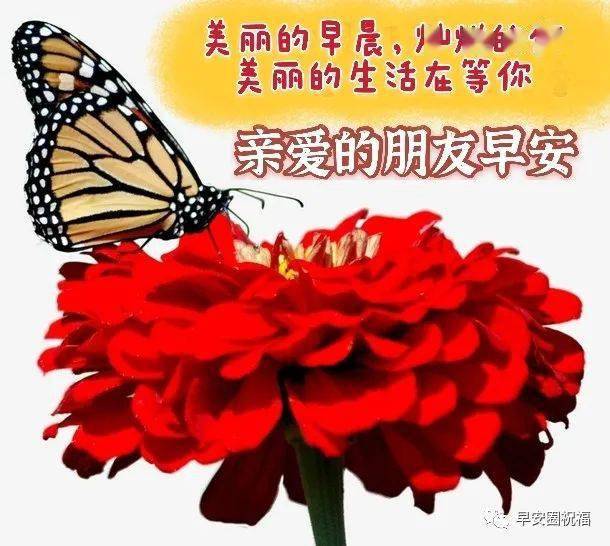 678張最新中老年早安祝福表情包不用打字聊天的早上好動態祝福動態