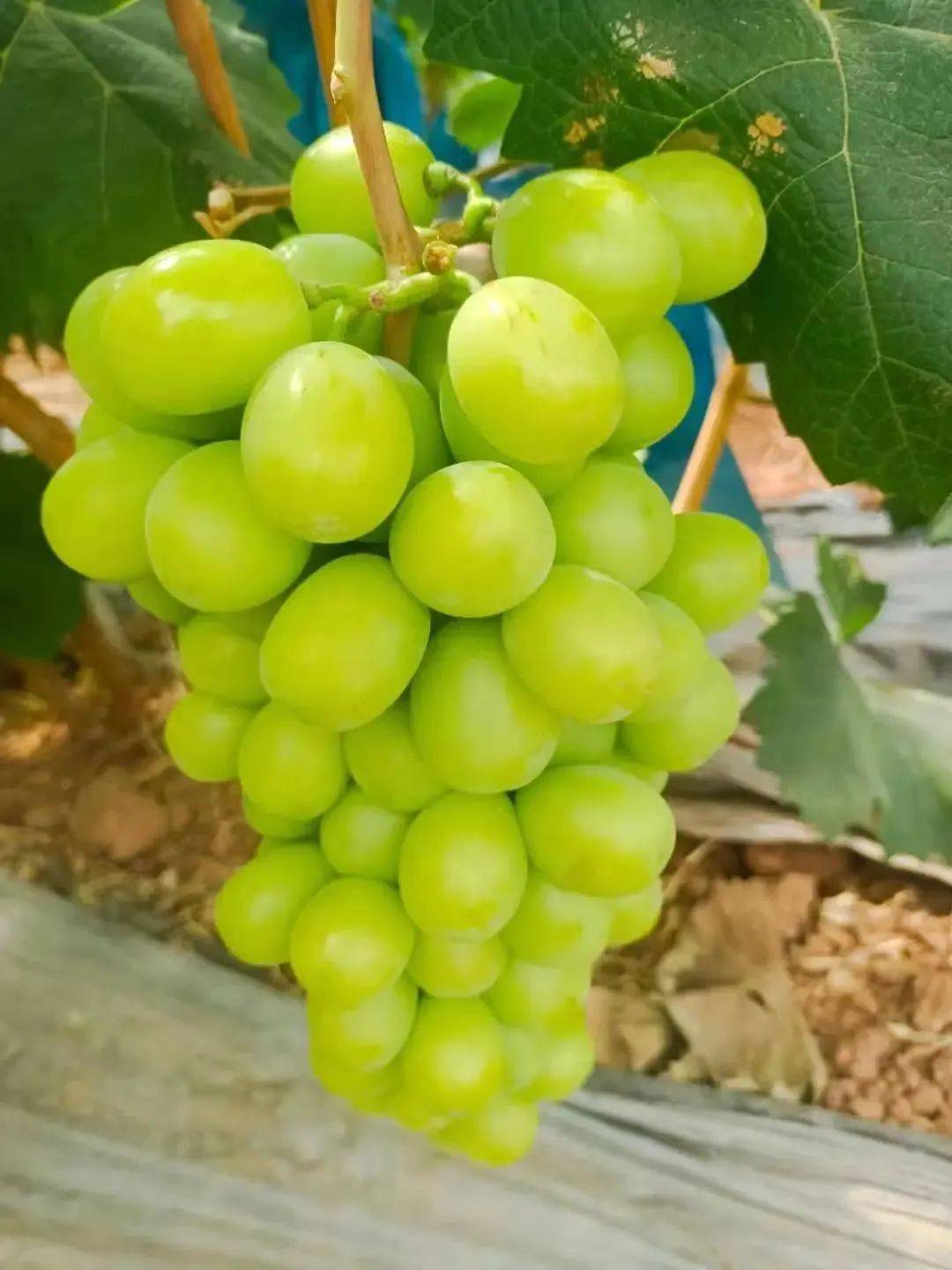 阳光玫瑰葡萄最好的葡萄品种 99d3f0cc23044d30af7e8ec3ee95ed5e.jpeg