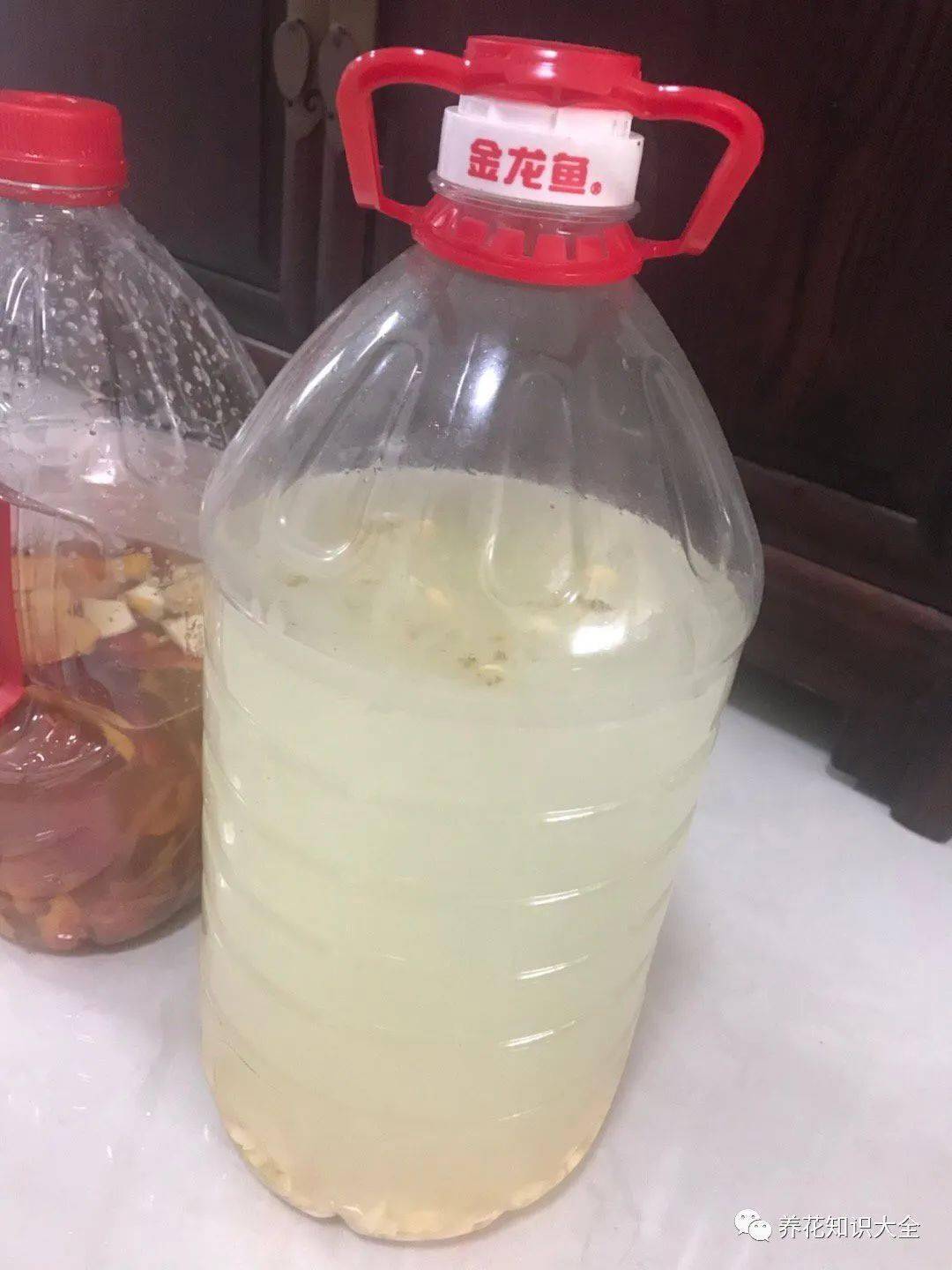 花友们养花时最好是用一些微酸性的肥料,比如自制的柠檬水