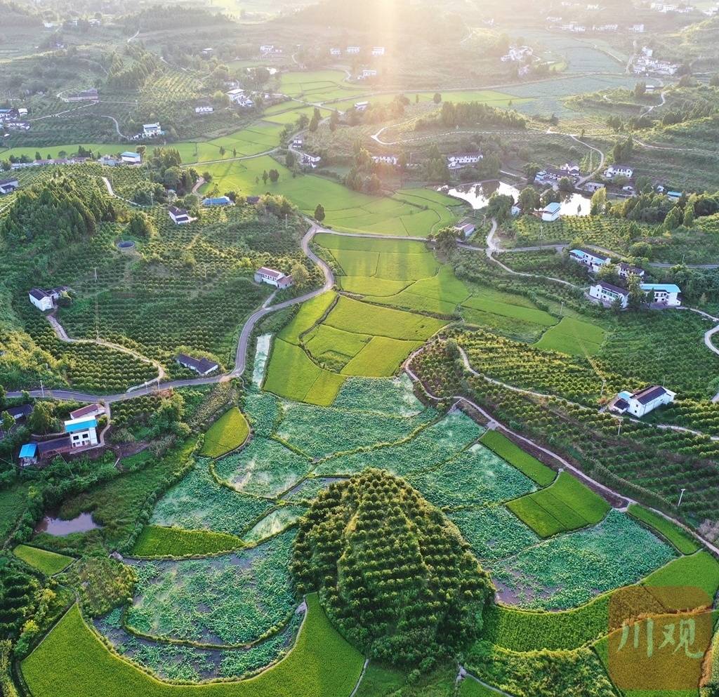 胜村|组图丨微风轻拂 稻穗摇曳 初秋田园风景如画