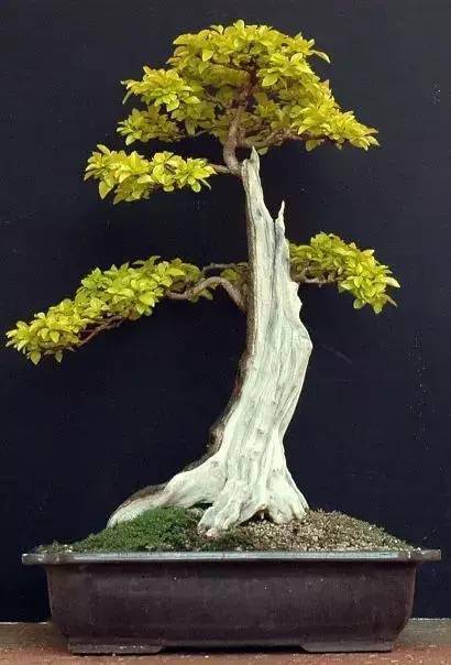 舍利干盆景,彰显大美