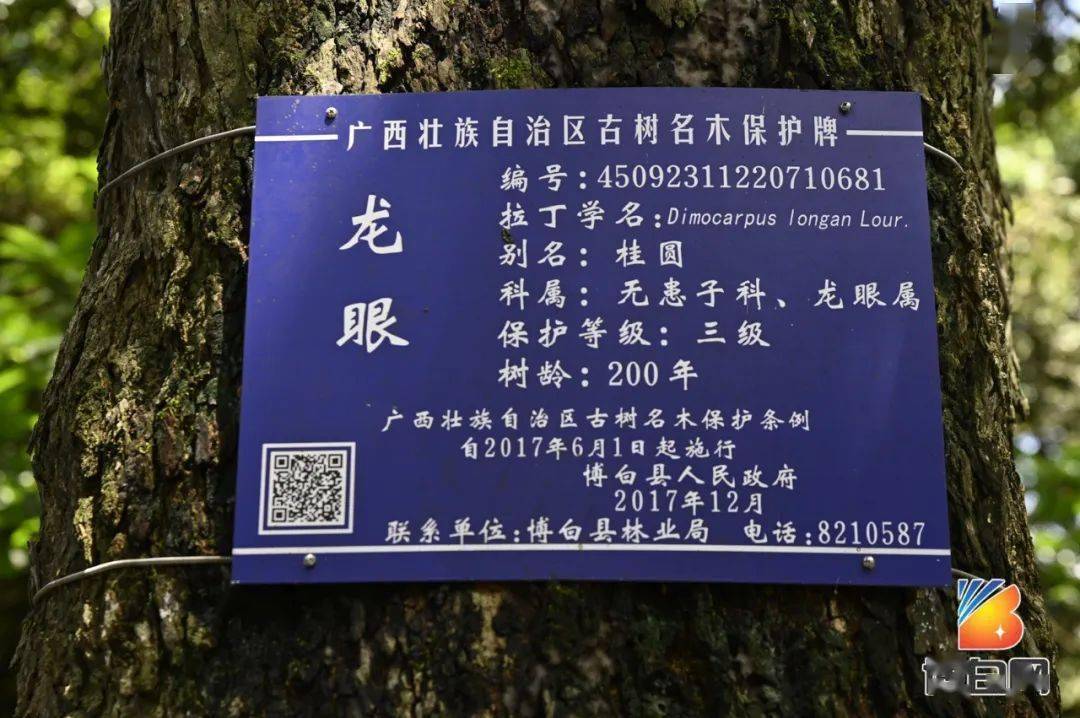 树龄超600年博白惊现明朝时期古龙眼树树上还长了榕树树上树成精了