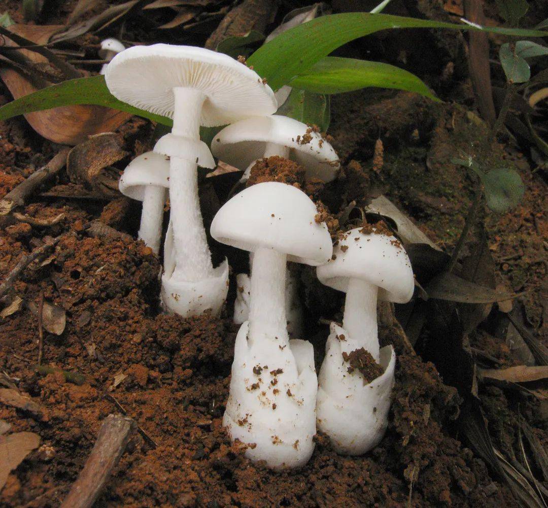 neoovoidea )(图片来源:葛再伟)急性肾衰竭型毒蘑菇中毒在我国主要由