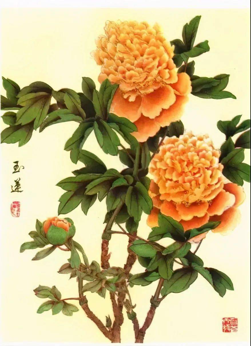 牡丹画谱,花开富贵