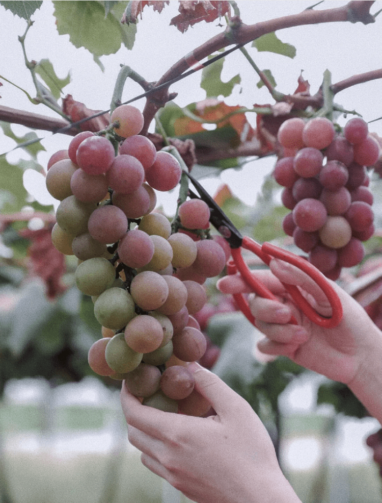 图:小红书@七分甜琅岐的葡萄盛名在外,味甜,汁多,质优,品种多.