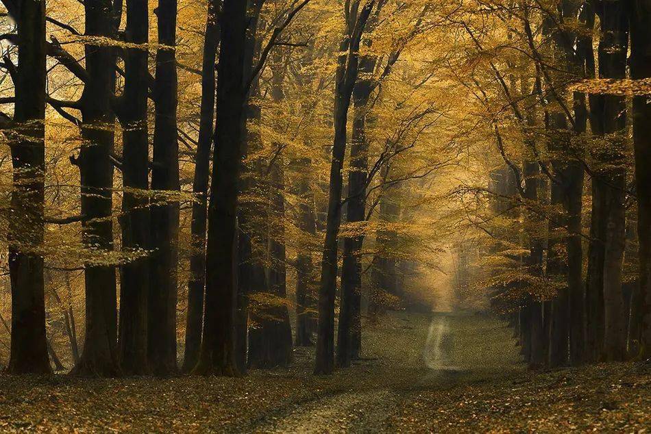 荷兰摄影师lars van de goor镜头下,童话般的幽静森林