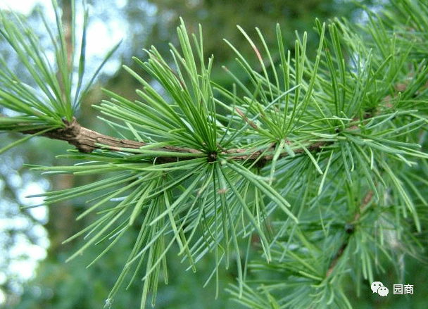 园林种植哪些植物相生相克
