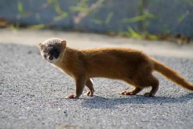 如何分清国产7种鼬