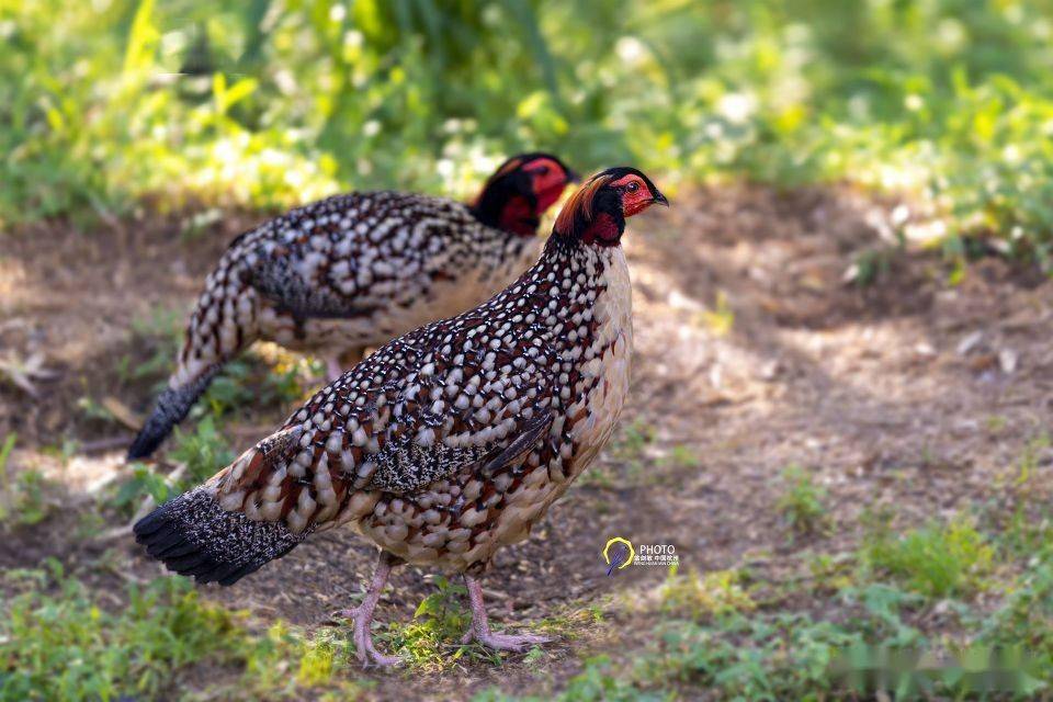 黄腹角雉,又名角鸡,吐绶鸟.因腹部羽毛呈皮黄色,故名"黄腹角雉".