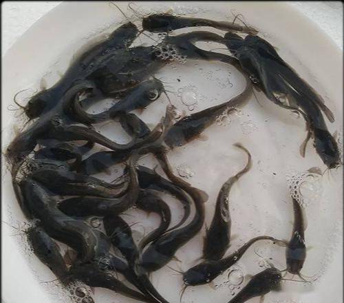 八须鲶入境30年来成为江南水乡霸主为什么又成为水产业新宠儿