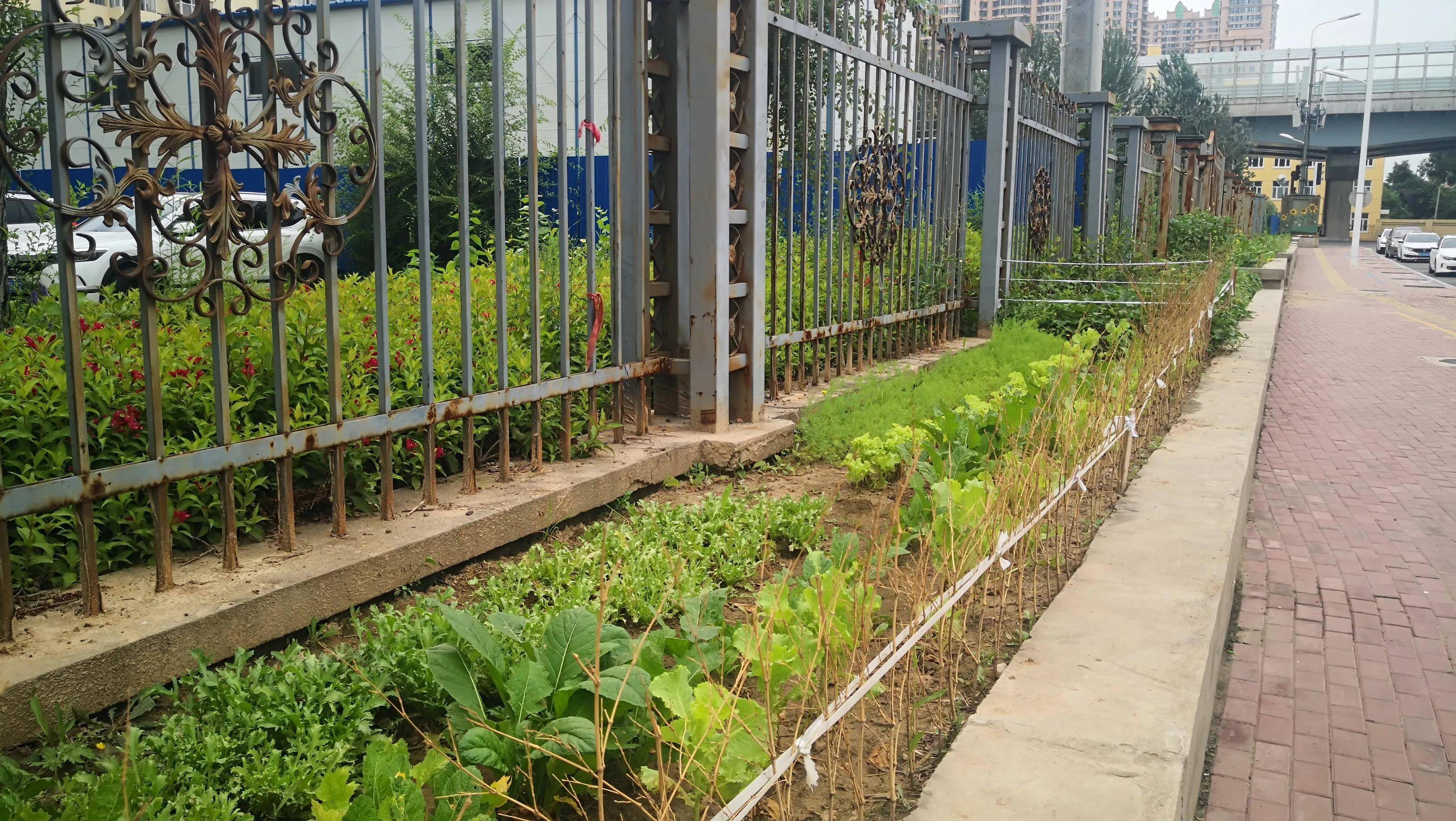 高層住宅樓圍牆外種了一排蔬菜看來有進城農民在小區里居住