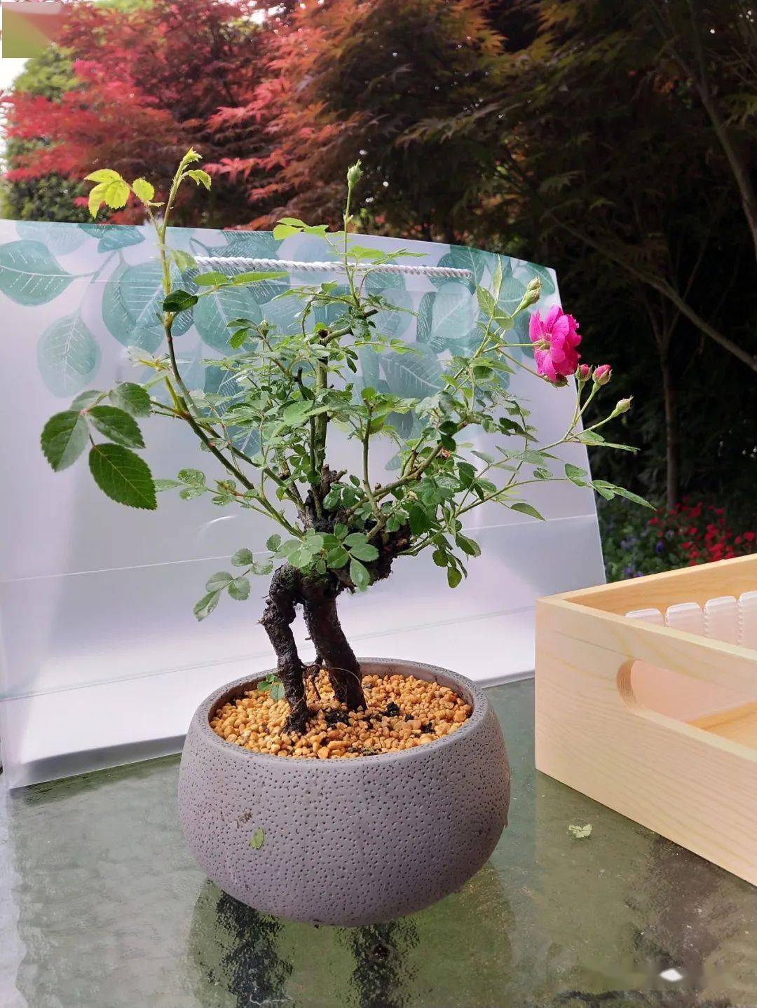 少有人养过的月季老桩盆景,价格居然比普通月季贵几十倍!_蔷薇