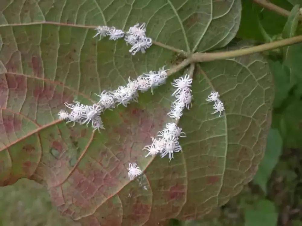 花招红蜘蛛怎么办