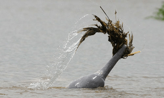 七夕快乐|围观一下动物"男追女"的把戏_乌贼