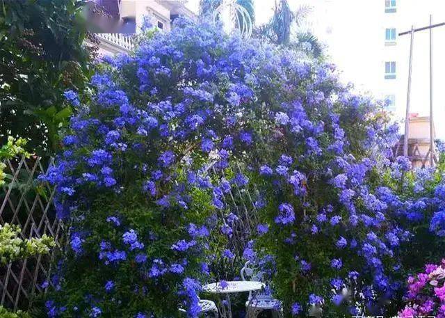 若用蓝雪花来打造拱门,那么你家的院子一下子多了一道蓝色的风景线,那