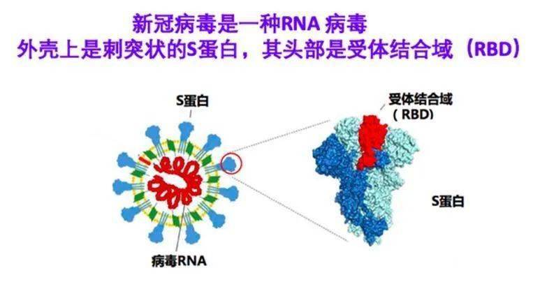微生物研究所|三針疫苗哪里打？廣州318個接種點公布！還有權威解答→