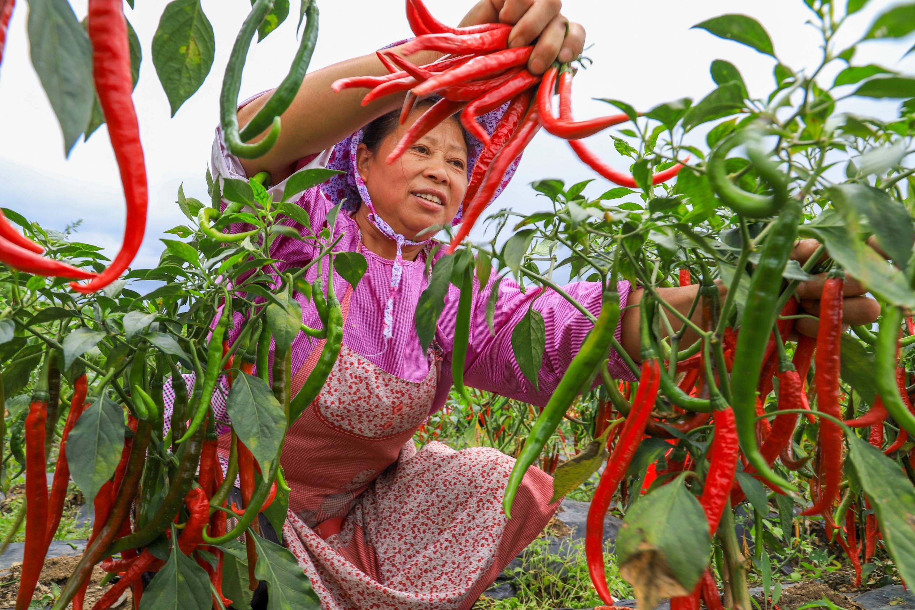 贵州“椒”傲！2020年贵州辣椒产量加工销售均位列全国第一|贵州_新浪新闻