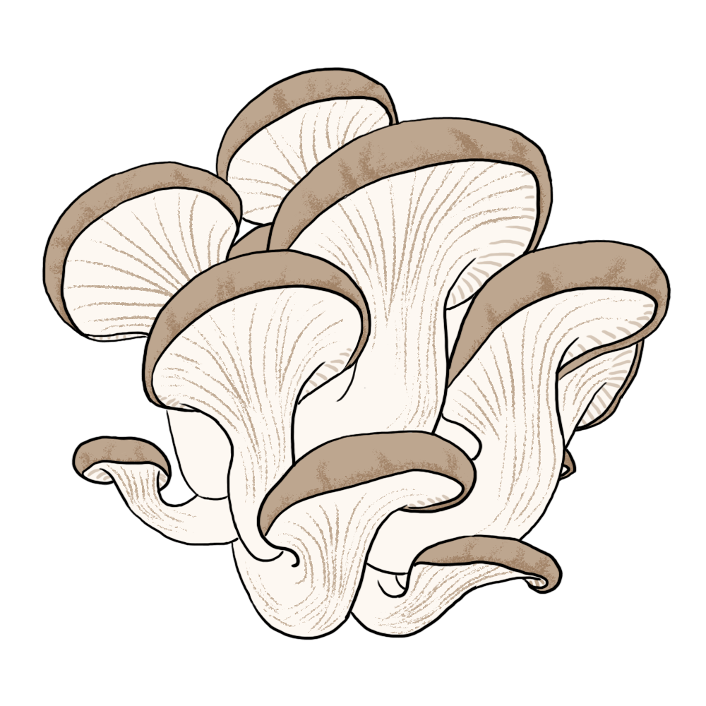 "消炎菜"平菇#平菇这个"消炎菜"就是餐桌上经常出现的才几元一斤