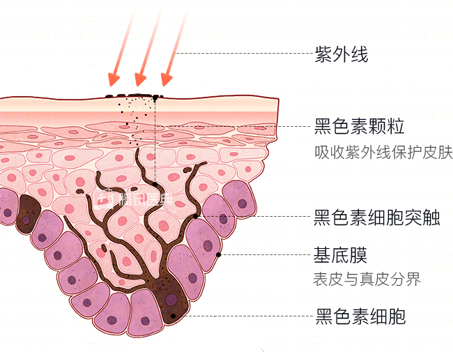 在基底层的细胞间,分布着很多黑色素细胞,在酪氨酸酶的辅助下,生产黑