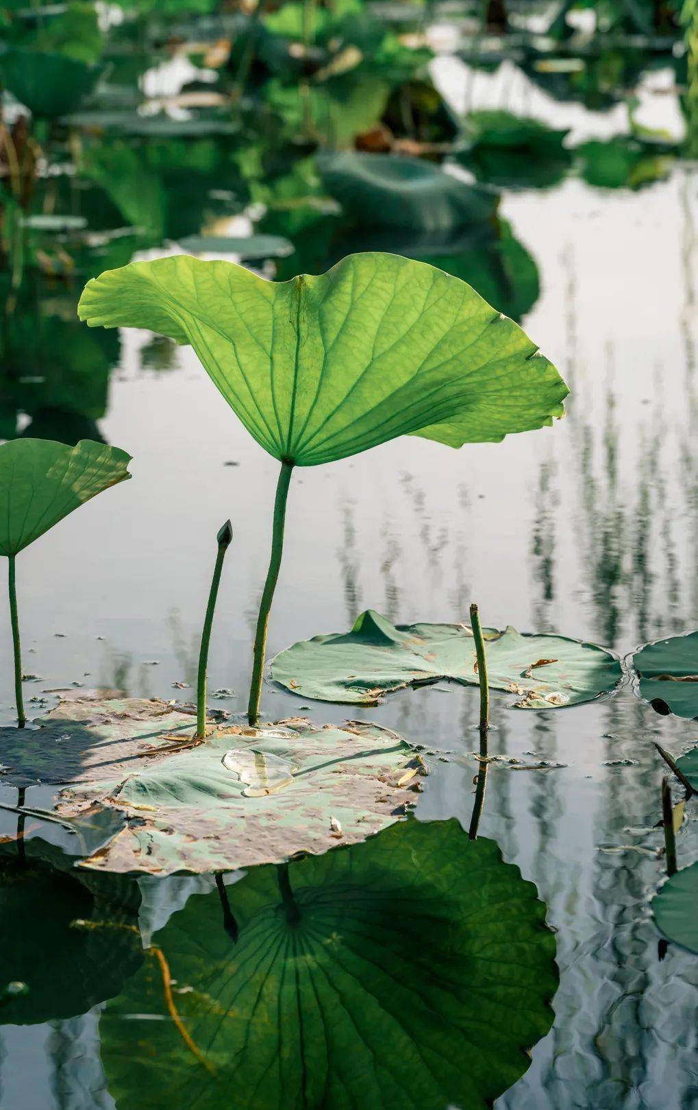 今年购买有变→_年西湖