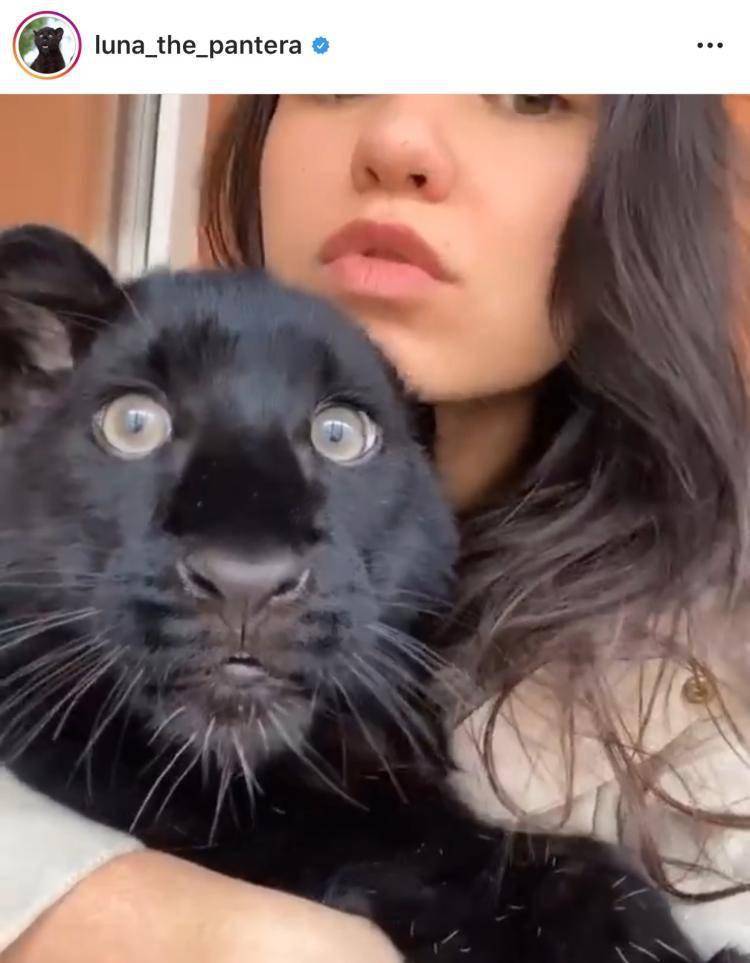 我的萌宠,是一只被妈妈抛弃的黑豹_露娜