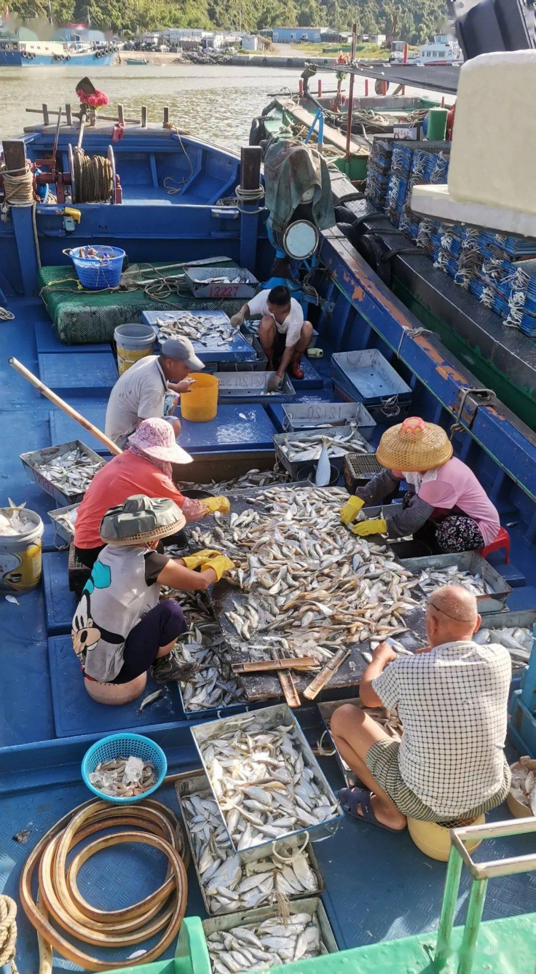 还有其他杂鱼和虾蟹有黄花鱼,黄钻鱼,大划鱼200市担(2万斤)今天第一网