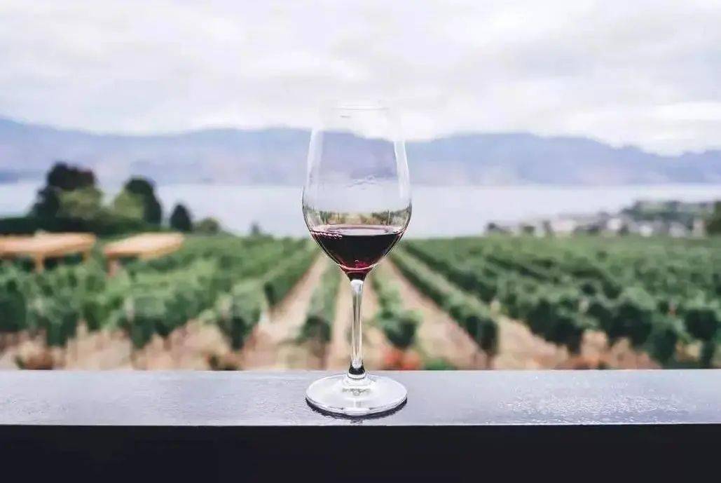 葡萄|【第五届中阿博览会】以品质为酿, “葡萄酒之都”从贺兰山东麓启航!