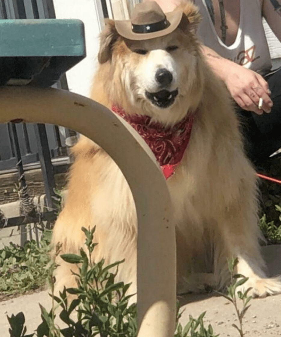 外网主人分享了一波家里的超级巨狗网友惊呆野兽都不敢长这么大