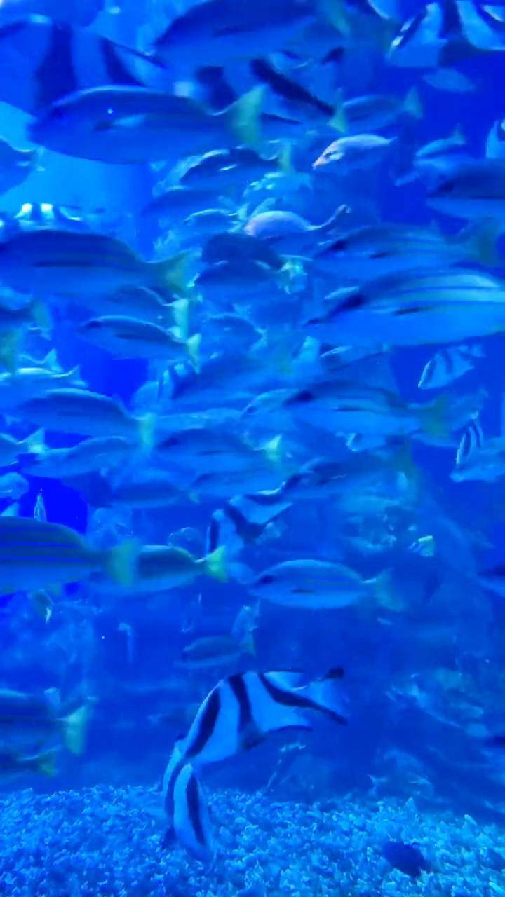 兰州新区之前开的海洋馆确实震碎了我的三观,几个大鱼缸简直是侮辱