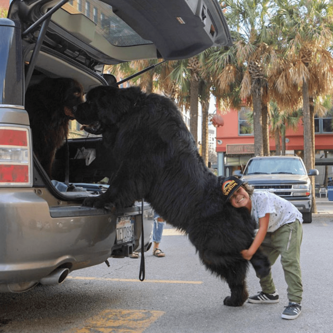 外网主人分享了一波家里的超级巨狗网友惊呆野兽都不敢长这么大