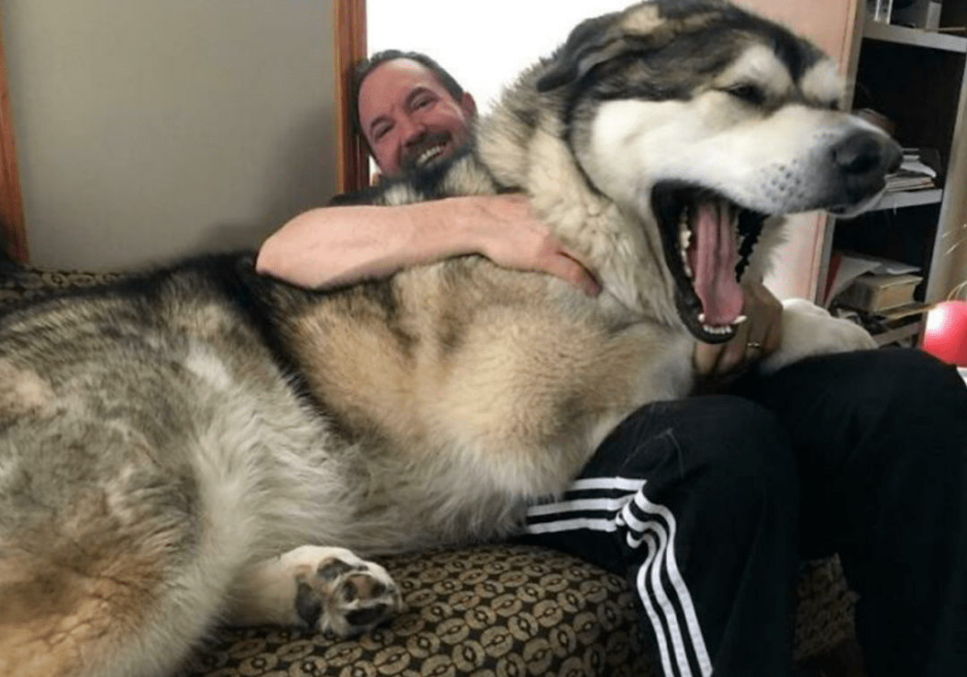 外网主人分享了一波家里的超级巨狗,网友惊呆:野兽都不敢长这么大!