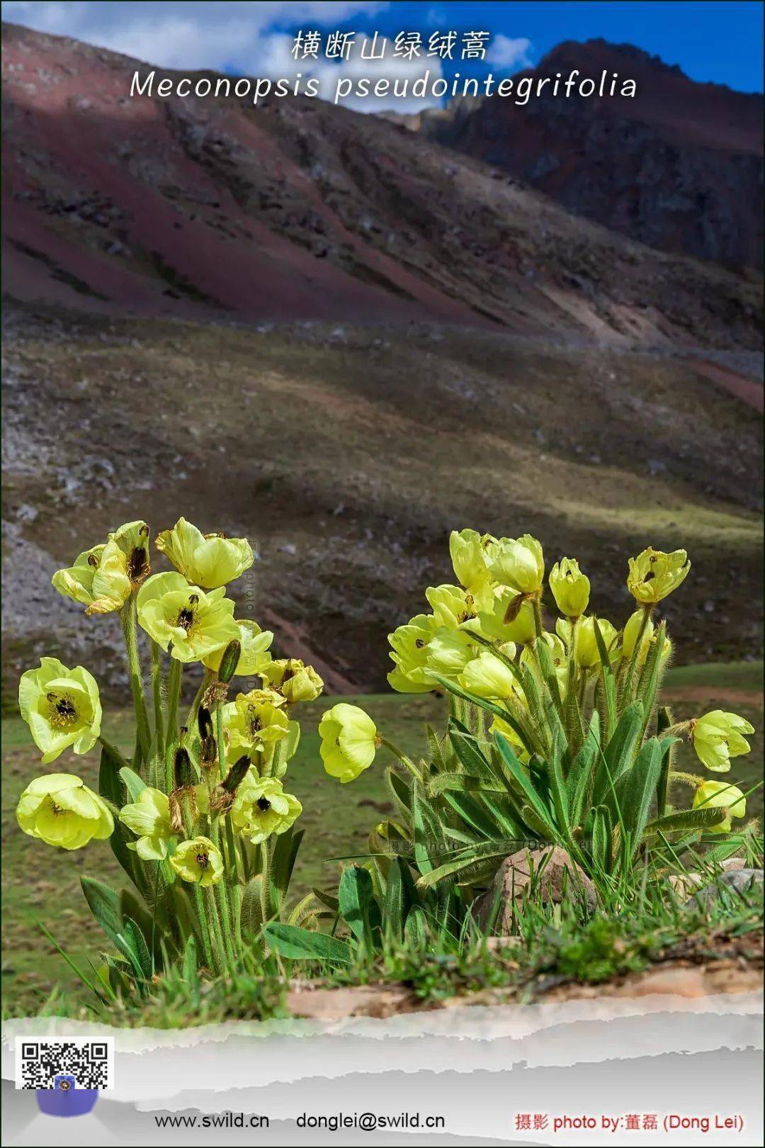 赏花季节2021绿绒蒿和其他植物
