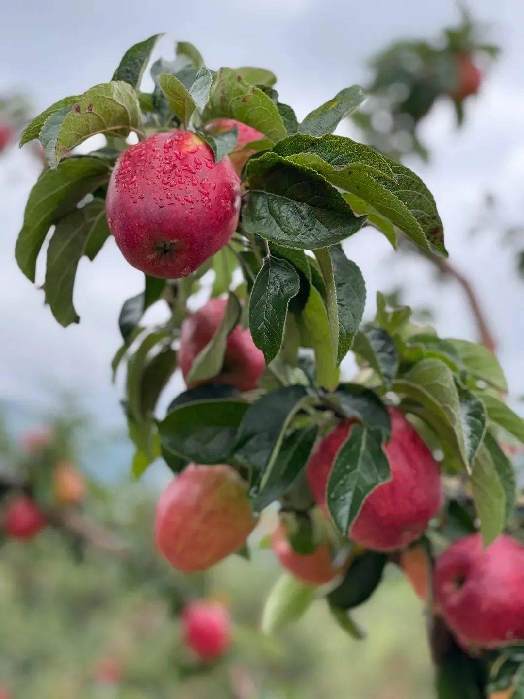 今年第一颗"野苹果",爽脆清甜,鲜嫩到让我惊讶_小璞
