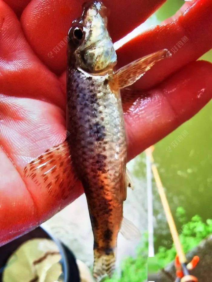 雨天作釣奶翹基地小麻魚堆裡覓板鯽