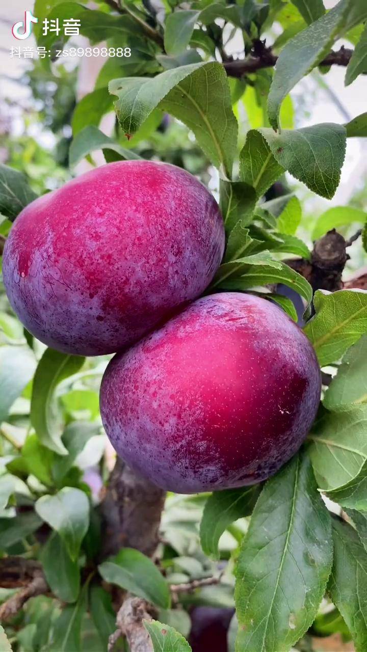 简单拍一夏黑布林大李子甜不甜