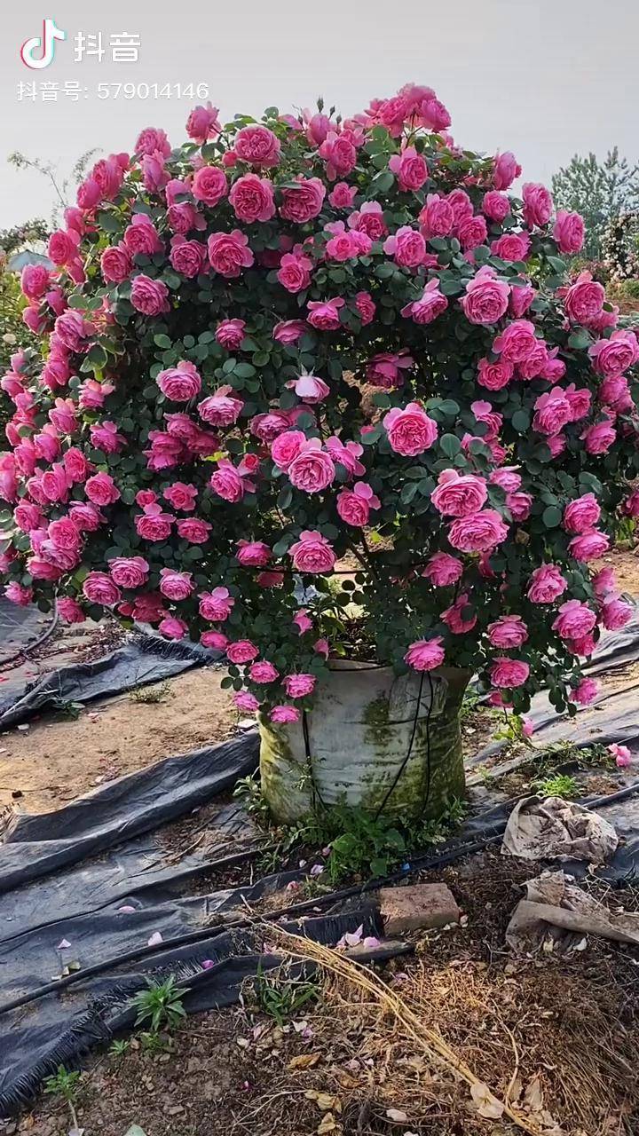 藤本月季爬藤欧月不要怀疑自己的眼睛这就是人间的不像的花